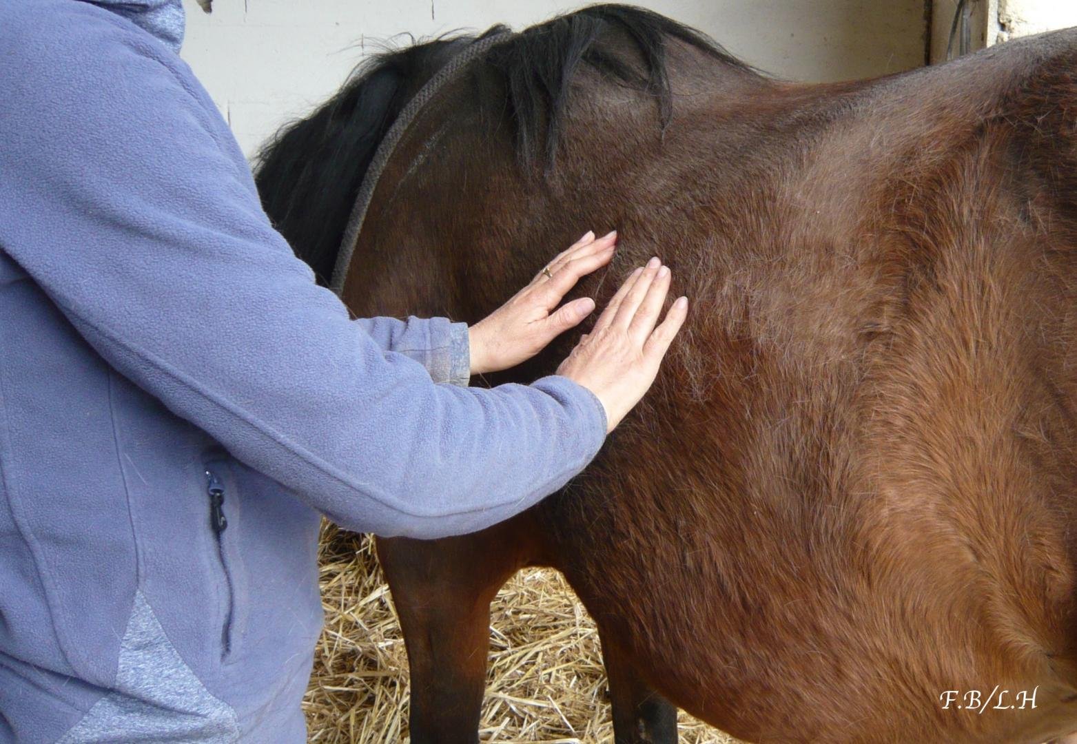Séance de shiatsu équin indication diminution des troubles digestifs Shiatsu pour chevaux, indication, diminution des troubles digestifs
