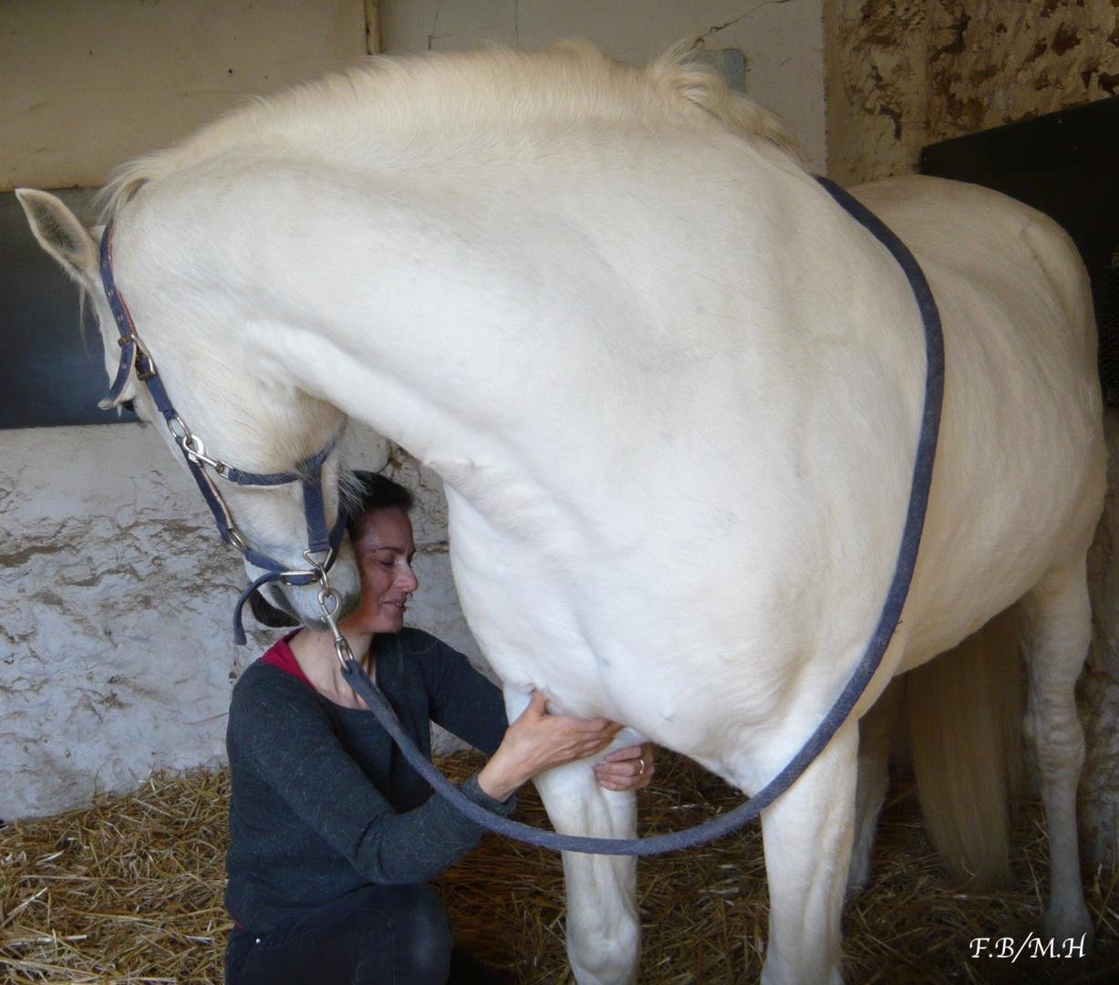 Shiatsu équin indication aide à la prise de masse musculaire Shiatsu chevaux aide à la prise de masse musculaire praticienne certifiée