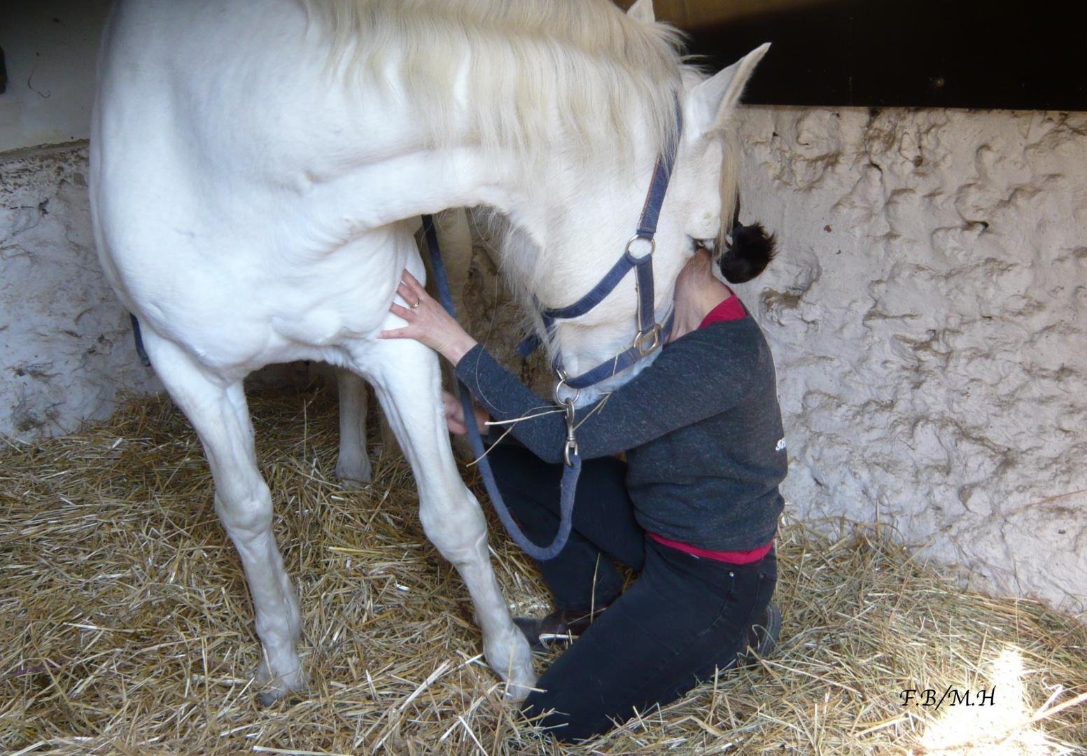 Shiatsu équin déroulement d'une séance Le cheval participe à la séance de shiatsu Seine et Marne 77