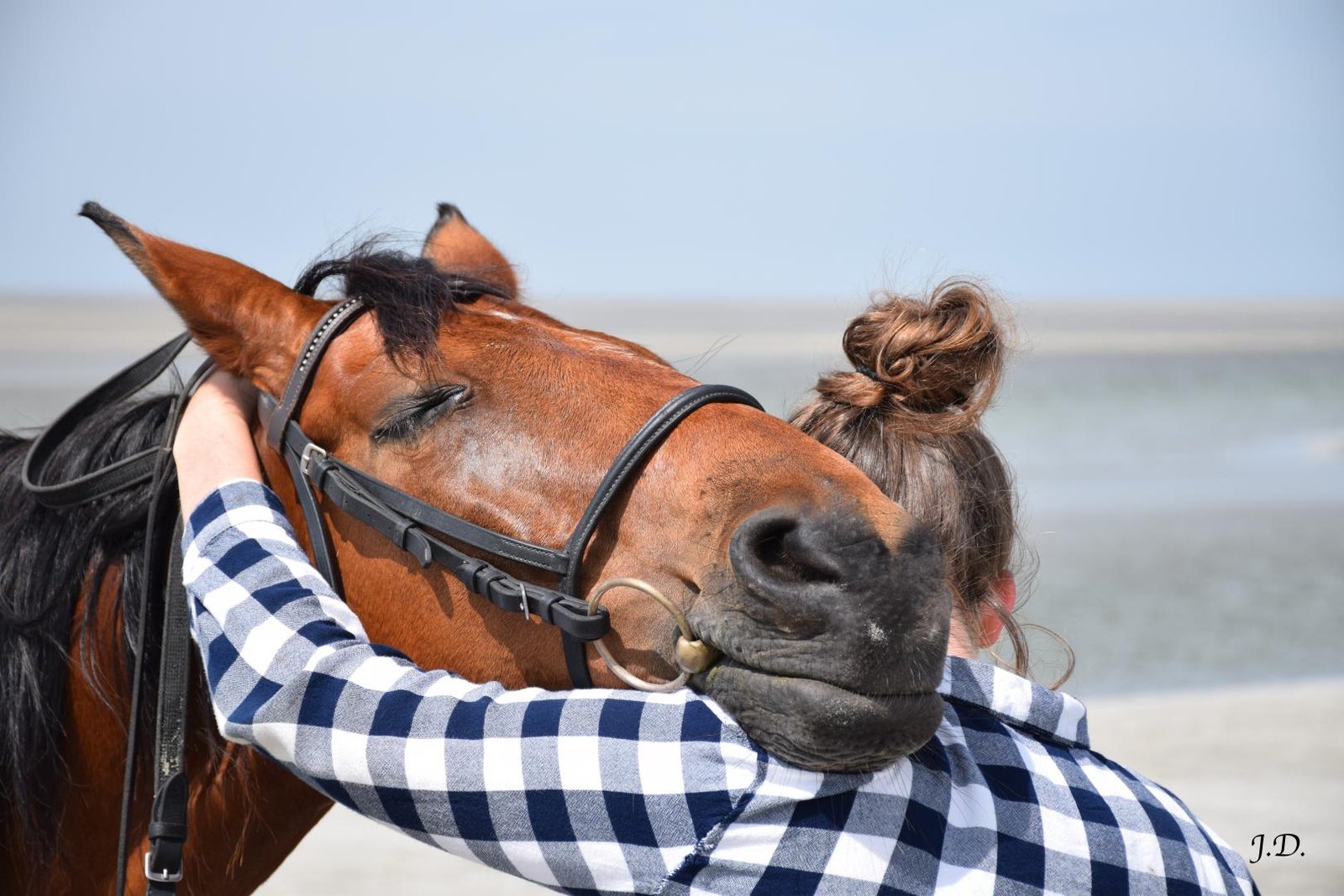 Shiatsu équin confiance cheval cavalier Shiatsu équin technique de détente
