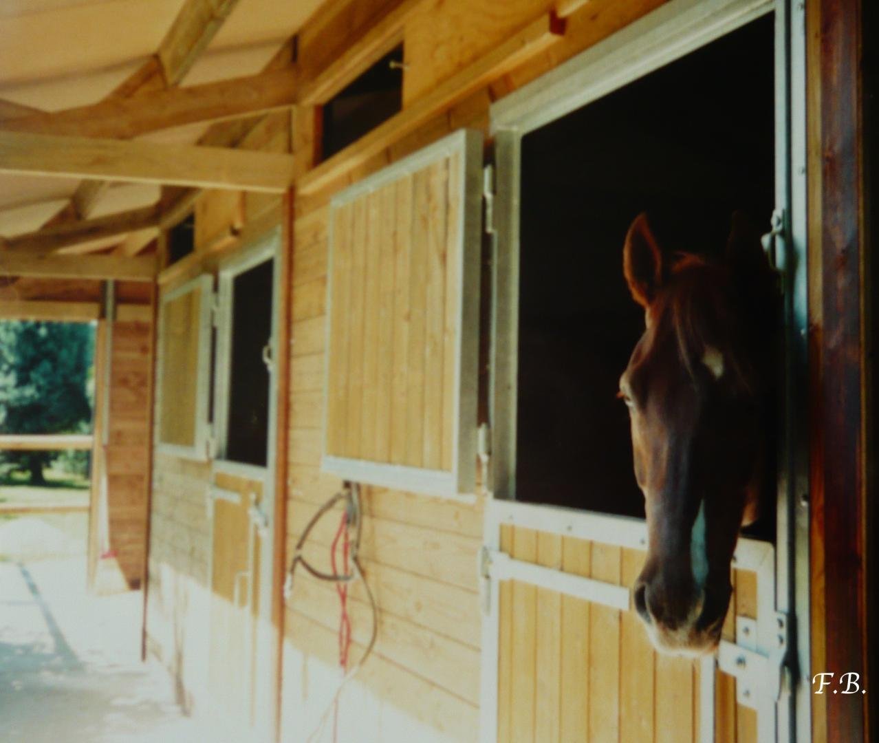 'Shiatsu équin, quand faire une séance Shiatsu pour chevaux indications contre-indications