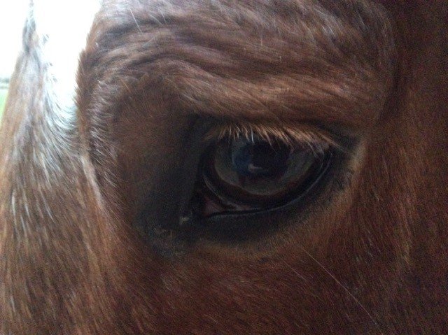 Shiatsu équin équilibrer les méridiens d'acuponcture Shiatsu cheval contre peur fatigue stress